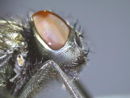 Musca autumnalis